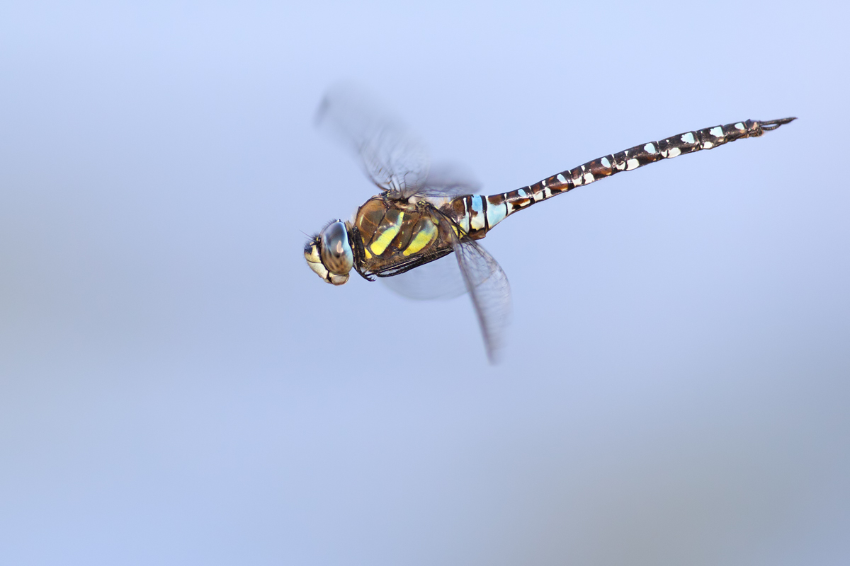 Migrant Hawker in flight 2